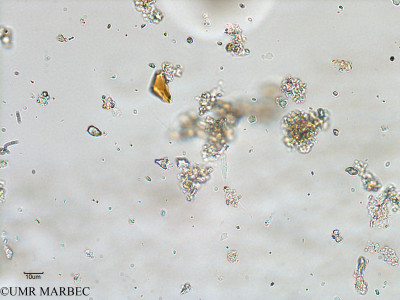 phyto/Bizerte/bizerte_bay/RISCO February 2015/Cylindrotheca closterium (ancien Baie_T1-A_Cylindrotheca closterium).tif(copy)_thumb.jpg